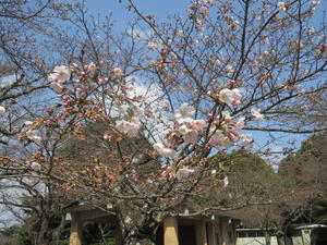 発心公園の桜.JPG